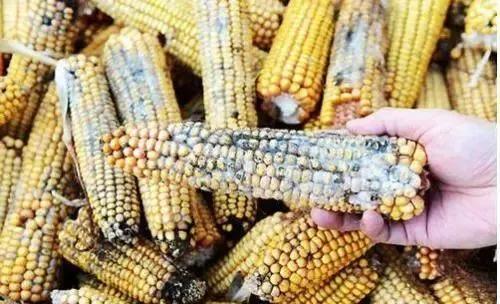 为什么母猪会出现不孕症？这七个原因最为常见