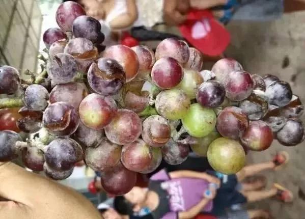 葡萄红蜘蛛病害图片,葡萄病害常用杀菌剂