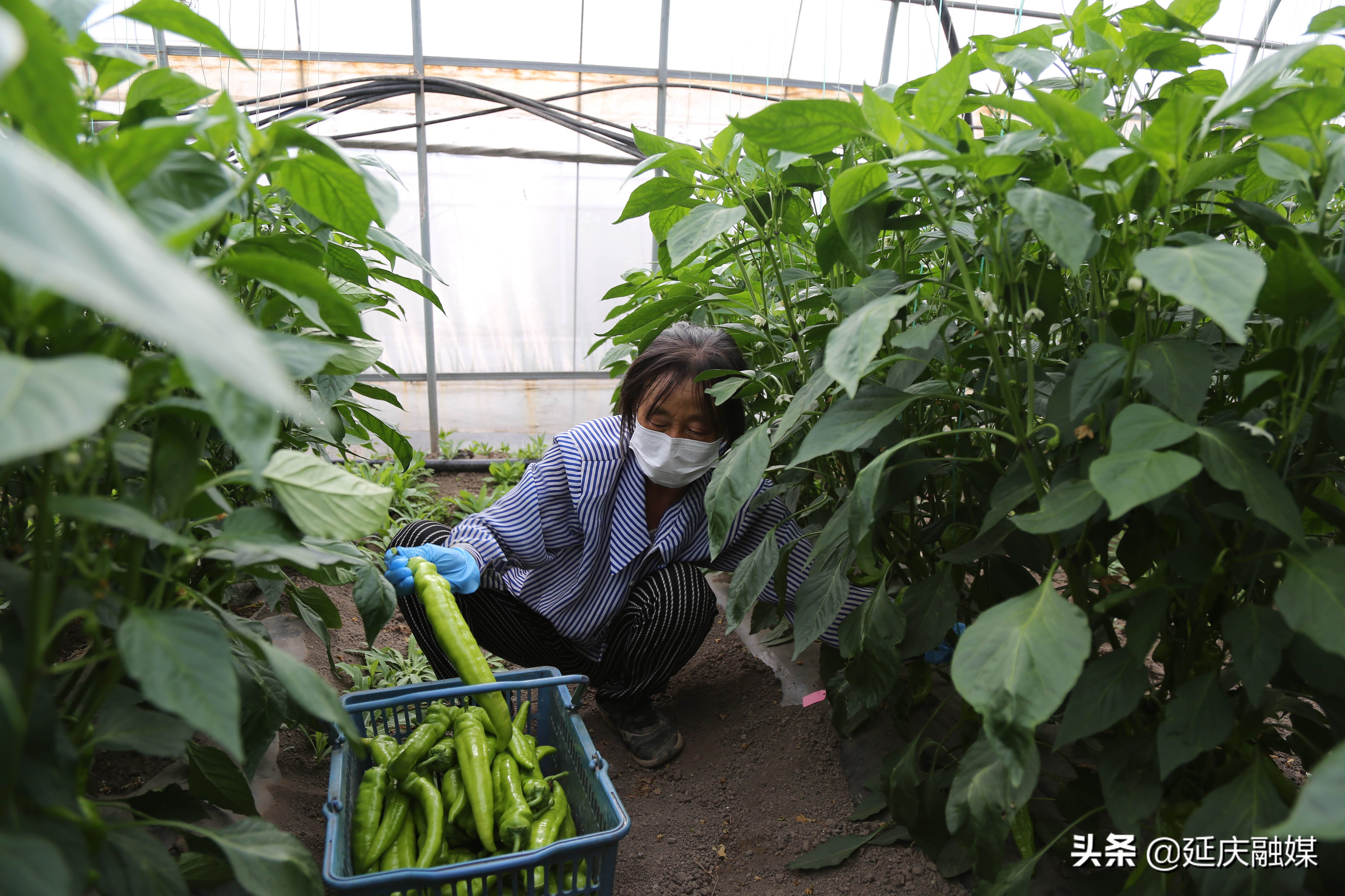 延庆生活必需品价稳货足，本地蔬菜有力填装市民“菜篮子”