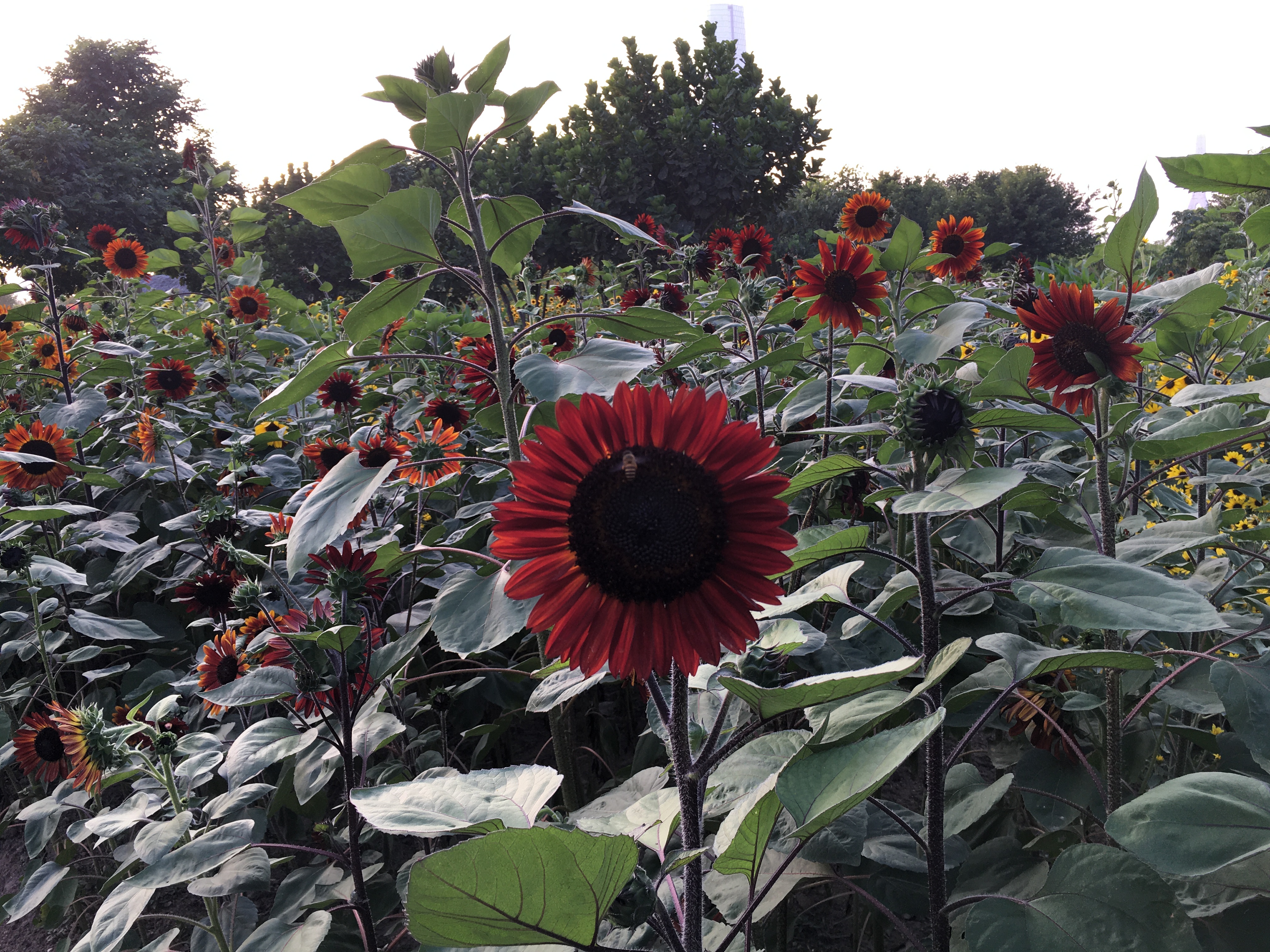 园博园旅行年卡 (旅游年卡 园博园)