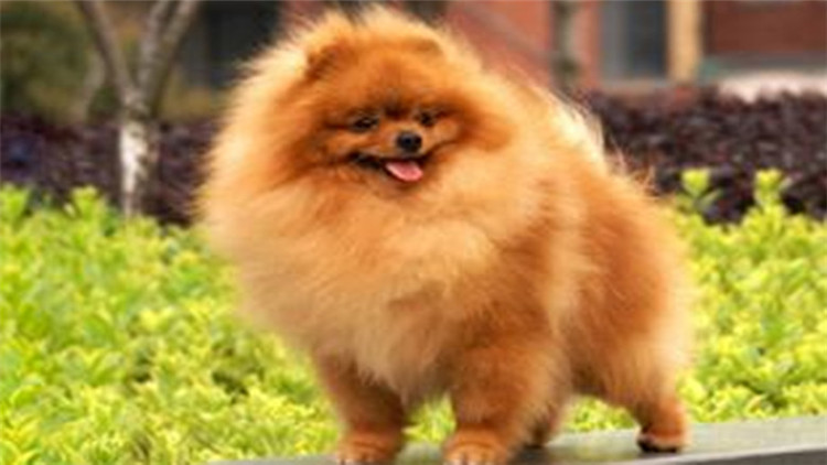 狗狗也要保养皮肤啦,狗狗也要爱护好牙齿