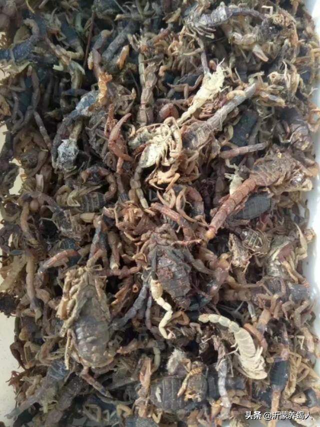 野生的比养殖的营养高吗,野生的就一定好吗