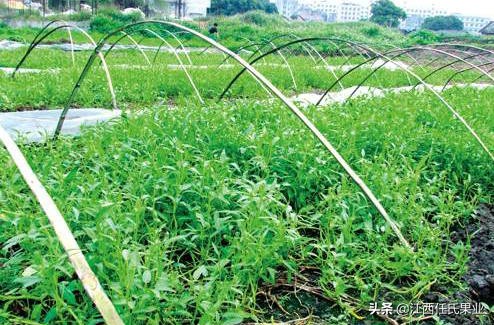 黎川水蕹菜什么时候种植,抚州黎川水蕹菜种出售