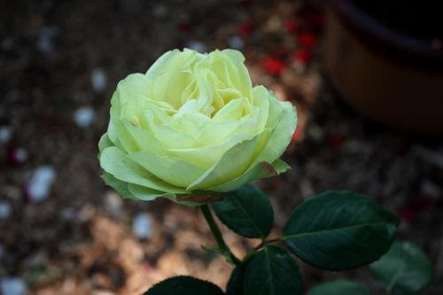 月季玫瑰蔷薇芍药牡丹的区别,玫瑰是月季和蔷薇的杂交