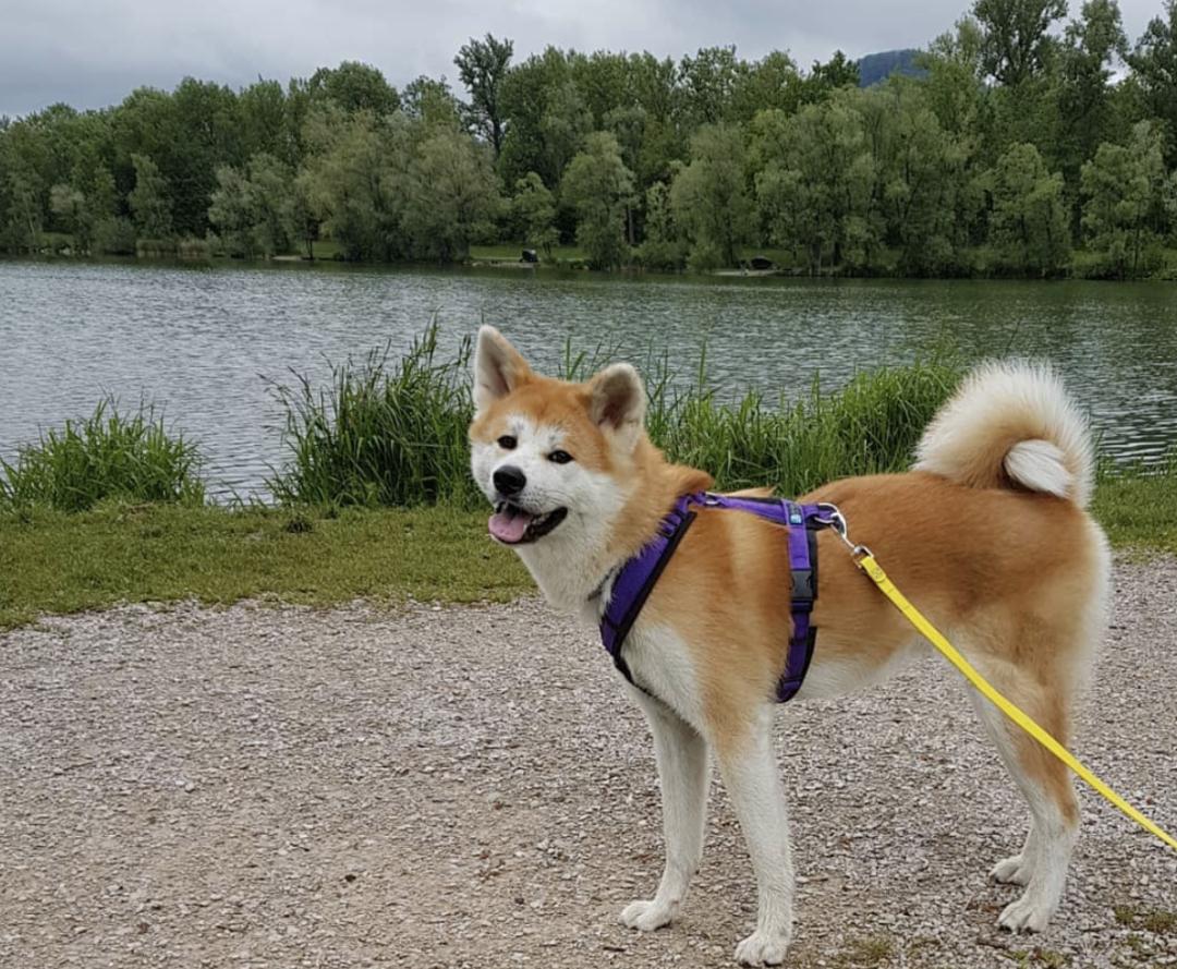 惹人喜爱的萌犬,萌犬