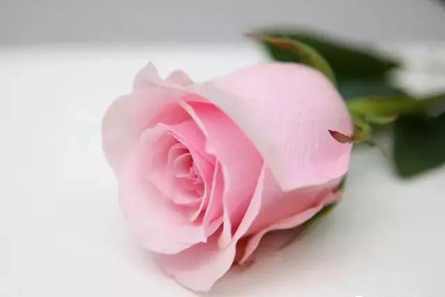 100种玫瑰图片大全,100种玫瑰鲜花你认识吗