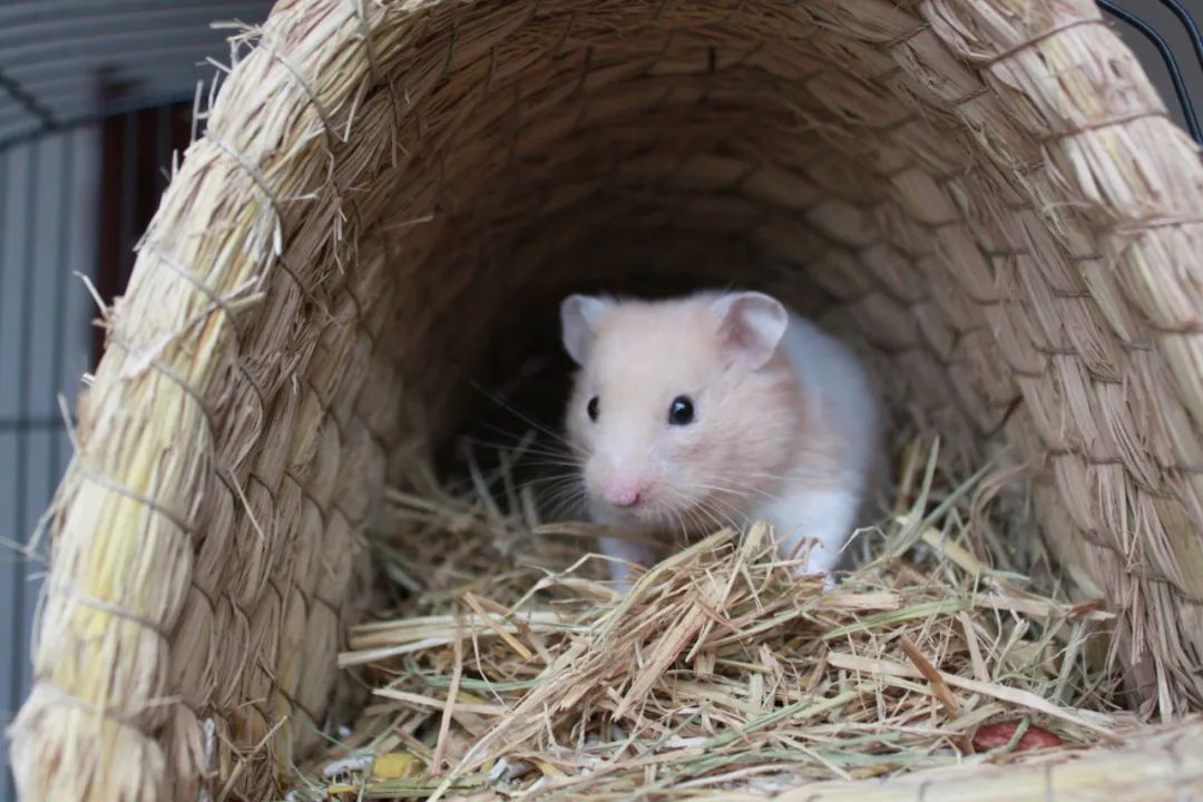 金丝熊连着打好几个喷嚏,金丝熊呛到和哈欠区别