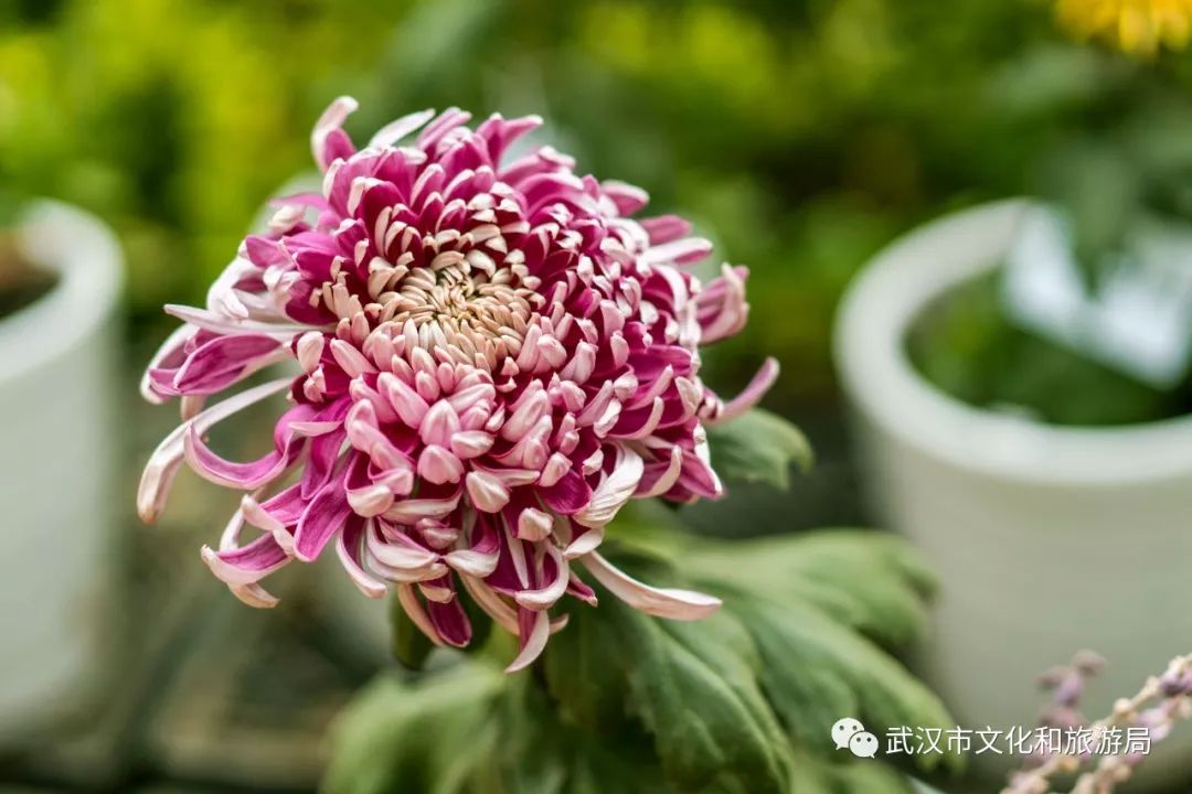 花点时间游武汉，满城都是菊花盛放的海洋