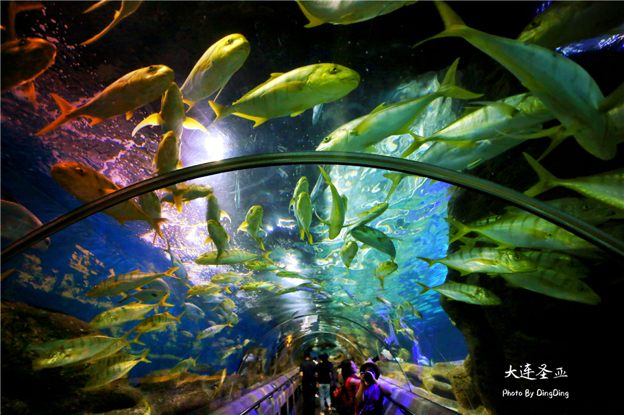 北方明珠活力四射的浪漫之都大连，国内最具特色的海洋世界圣亚