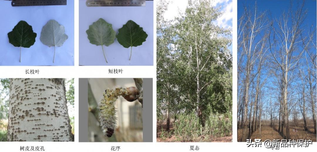 优良品种有哪些,最好的品种是哪一种