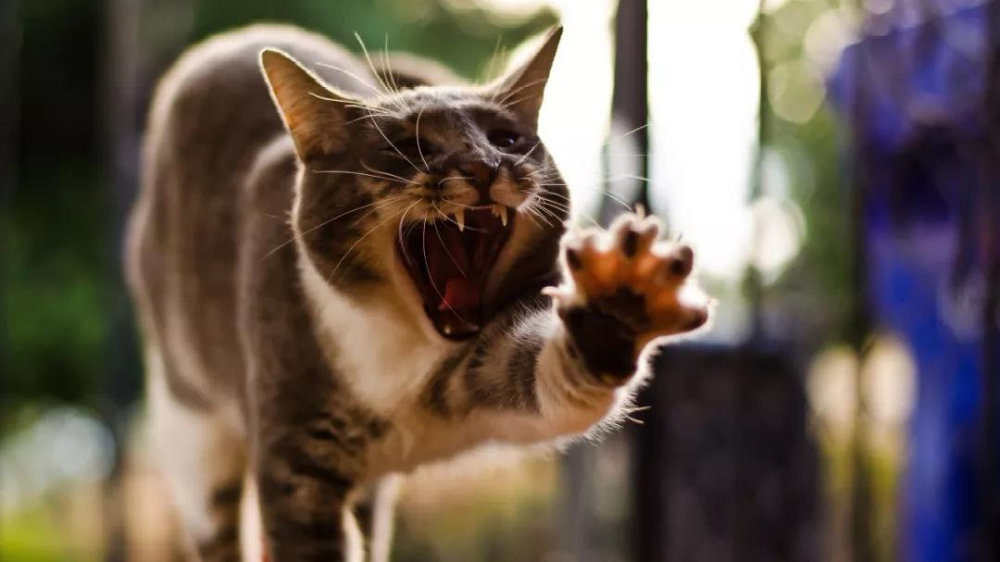 老虎的繁殖与交配：铁汉并没有柔情，冷门的知识又增加了