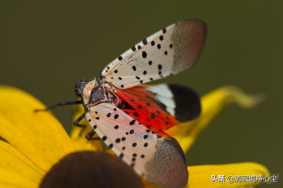 十大常见昆虫农村常见的20种昆虫,10种在家里可以找到的可怕昆虫