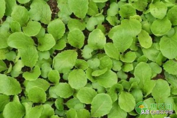 白菜根长瘤是什么原因,白菜都长很大了根部长瘤怎么治疗