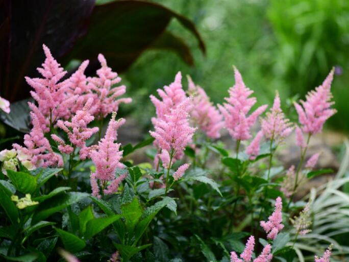 落新妇耐寒程度,拯救花园植物