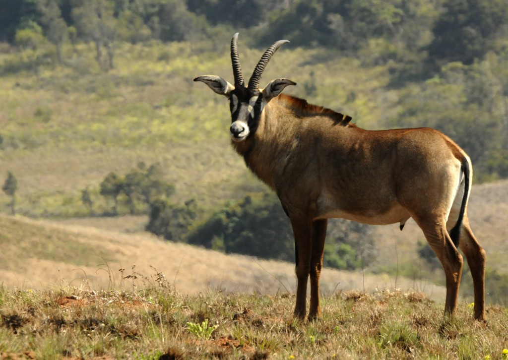 有趣的钱币之非洲篇——赞比亚克瓦查