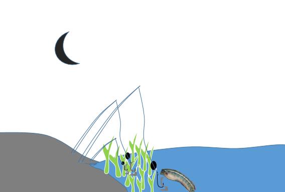 黑鱼的*亲近**，营养丰富药用价值高，但生长缓慢，详解钓--七星鱼