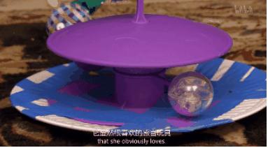 打猫可以纠正猫的坏行为吗,猫犯错了可以关起来吗