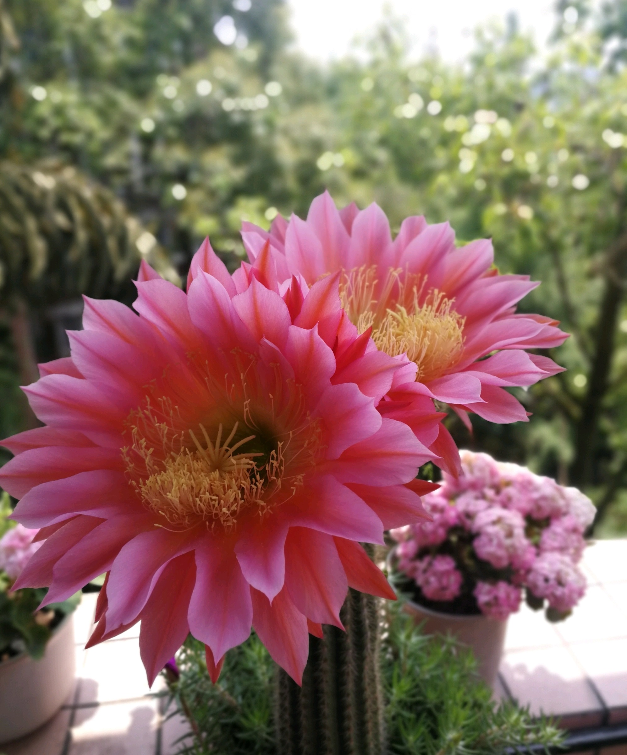 八种会开花的仙人球，每年花开好几次，美丽又好养，新手也能种