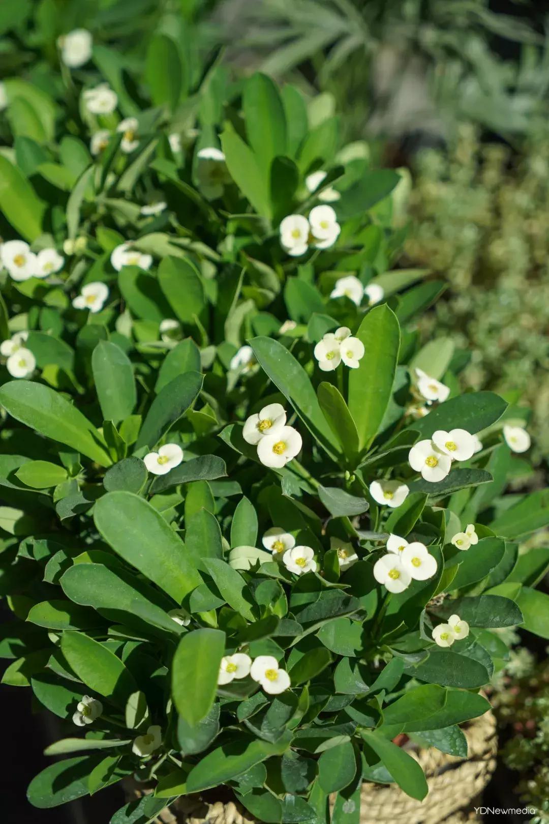 武汉哪个市场鲜花最便宜,武汉最便宜的鲜花批发市场