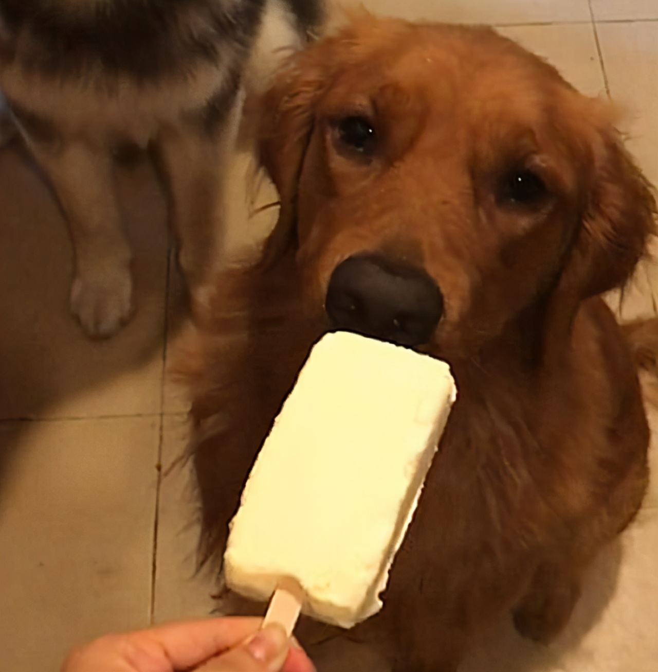 金毛拉的稀怎么办,金毛拉肚子怎么办