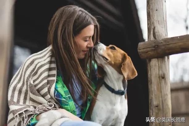 羊驼治愈案例,动物治愈焦虑