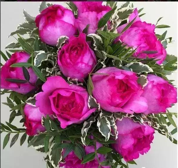 4000种不一样的玫瑰品种大全,100种玫瑰品种图鉴大全