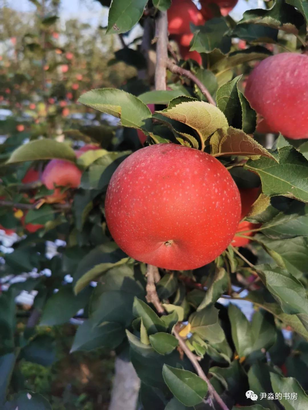 种苹果籽的人,种李子的人