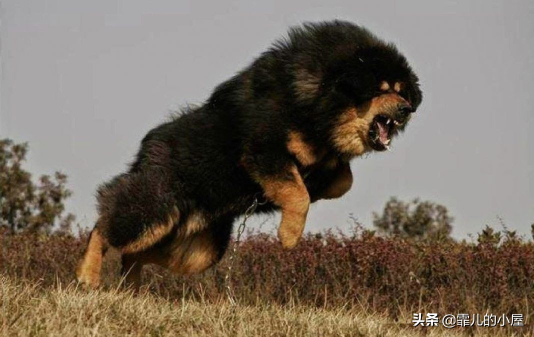 世界上最强悍的獒犬,世界十大獒犬排行榜