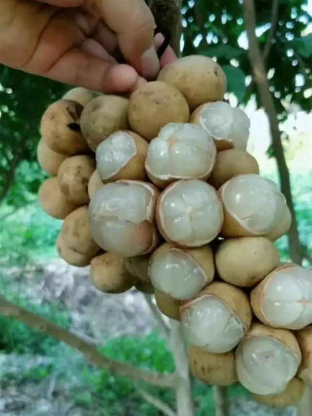 东南亚9大奇葩水果,第3个在中国是爆款!