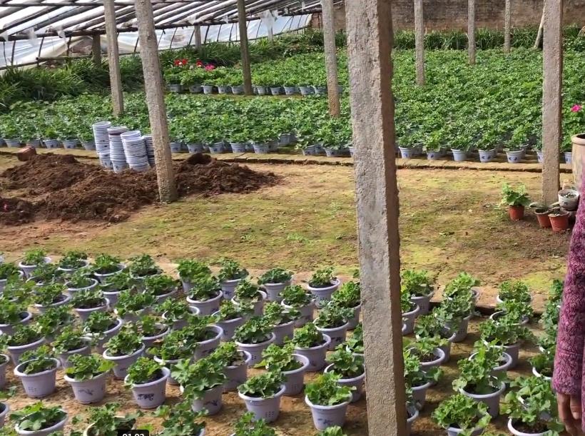 天竺葵大棵老桩,老奶奶种天竺葵