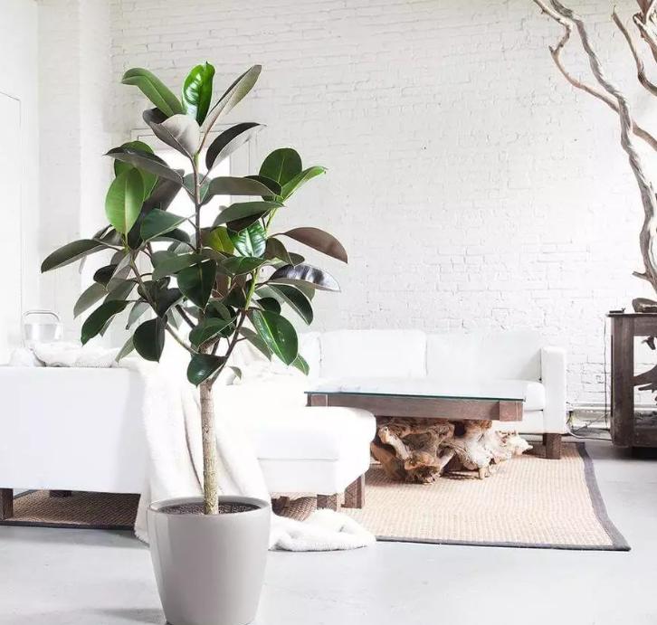 室内好养又好看大气的要买什么花,室内净化空气的花最好养哪几种