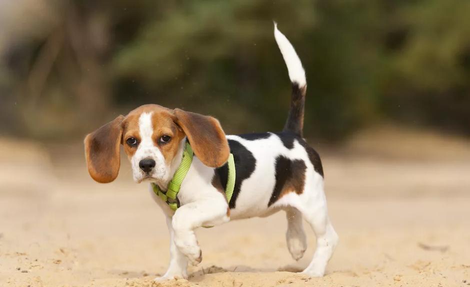 狗狗脚肿了不敢落地是不是骨折了,狗狗脚一瘸一拐怎么回事