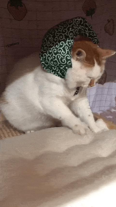 可可爱爱的猫狗,可可爱爱的流浪猫咪