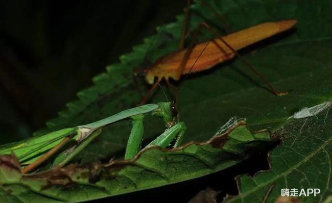 螳螂肚子里有什么虫子,从螳螂身体里爬出来的虫子