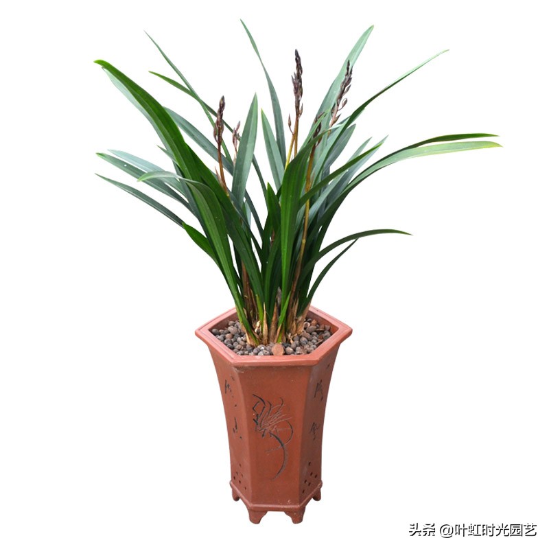 兰花叶片喷水,兰花叶子喷水