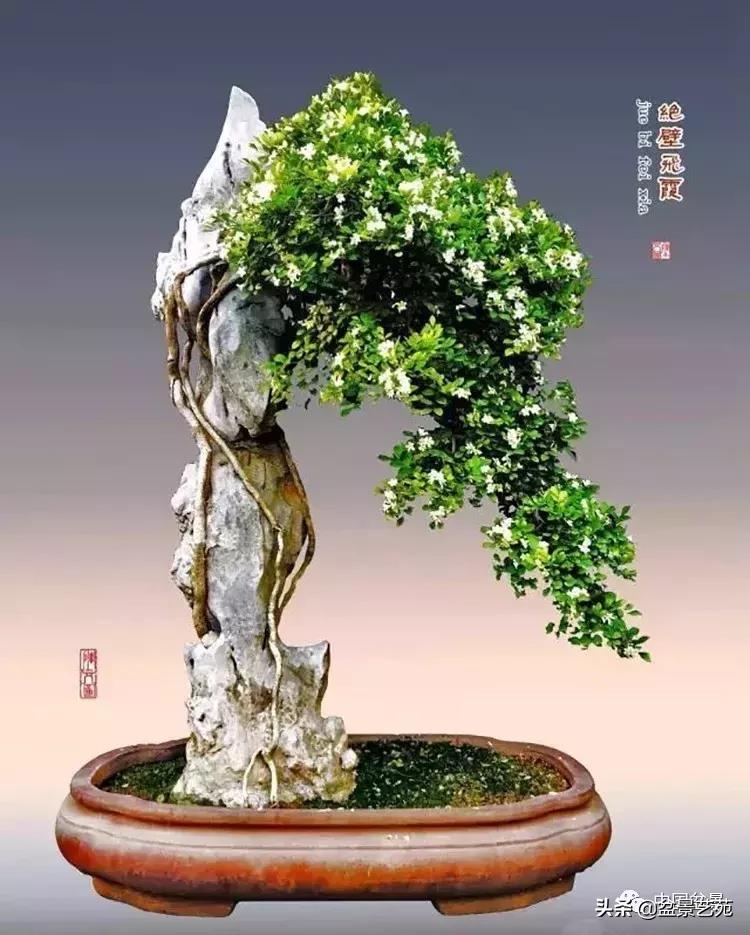 陈文图榕树欣赏,陈文图盆景