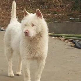 下司犬为什么不被看好,下司犬不凶怎么办