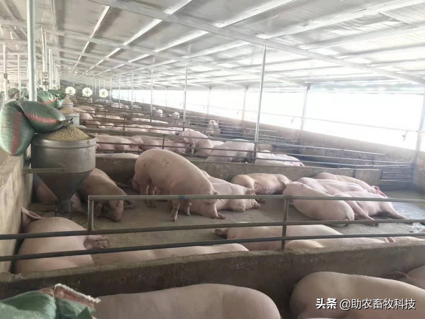 猪用益生菌除氨气效果,养猪场除臭益生菌排名