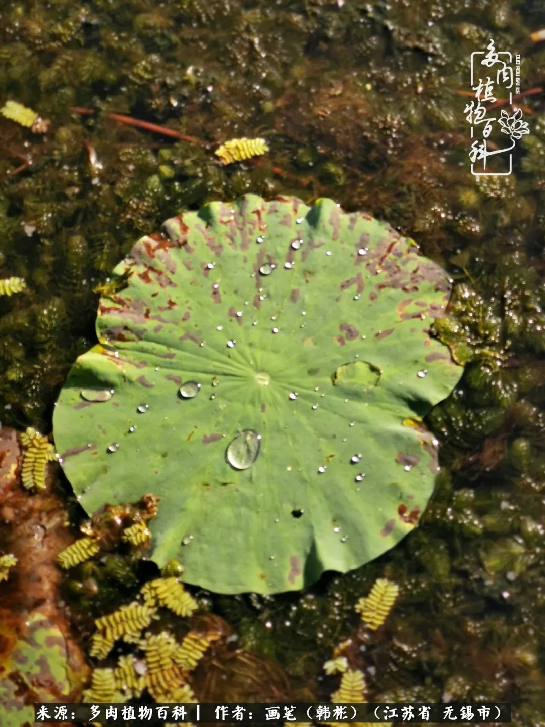 阳台多肉花园简直美翻了,适合男生养的多肉