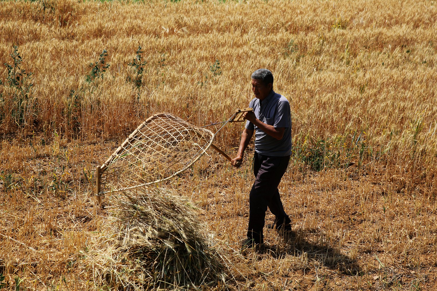 割麦神器大全视频,农民割麦用什么神器