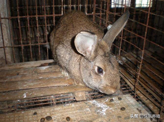 养兔不要盲目投资,养兔新养殖户怎样入行