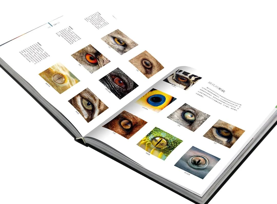 揭秘动物世界的“冷知识”,动物世界中的奇妙之处