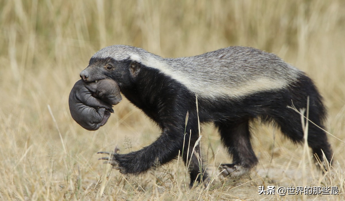 狮子为什么不咬死蜜獾,比狮子还要厉害的蜜獾