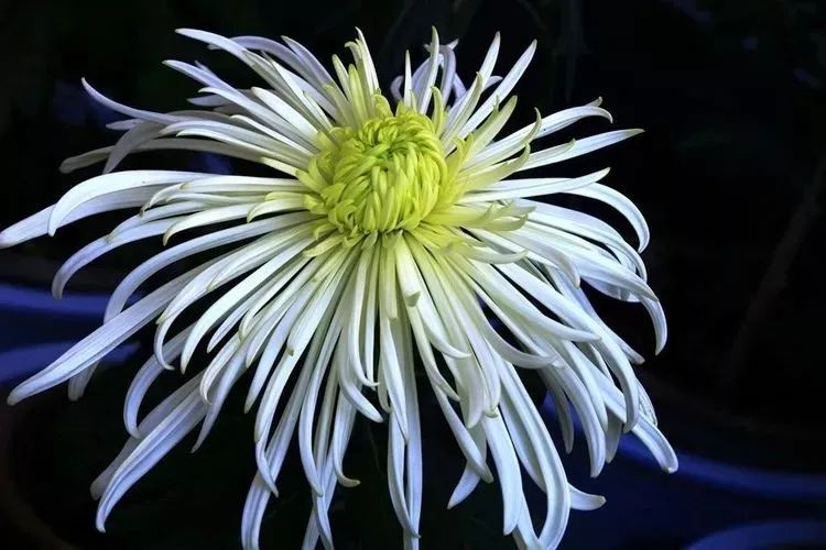 花中四君子菊花,花中四君子菊花的简介