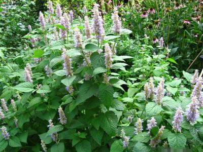 中暑喝了两瓶藿香正气水没用,中暑喝藿香正气水还是藿香正气液