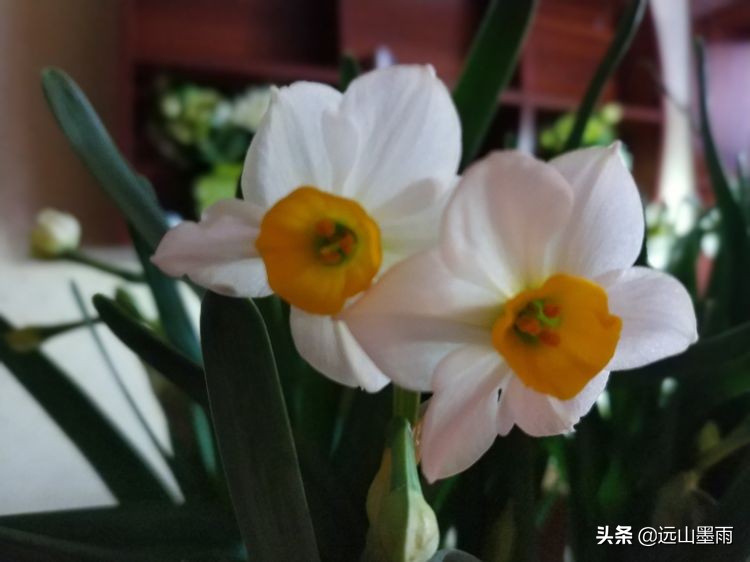 2020新年到、昆明暖冬迎春来,又是一年水仙花开、淡香飘逸的季节