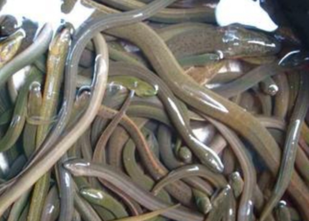 鎵ｉ粍槌濈殑鐪熷疄瑙嗛,鍦ㄥ閲屾墸榛勯碀