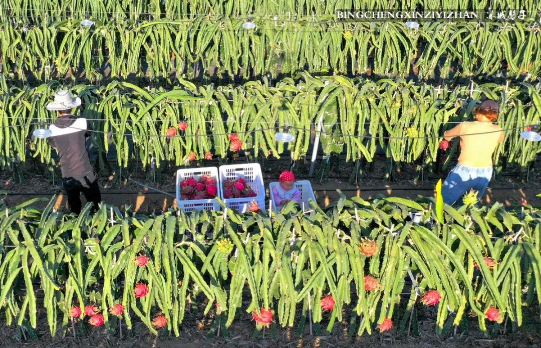 附近的火龙果采摘园海南,海南火龙果采摘