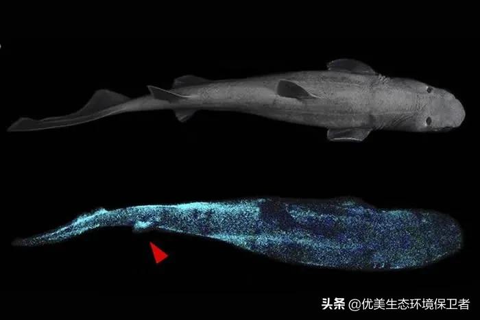 深海里能发光的动物,深海24米的巨型鲨鱼
