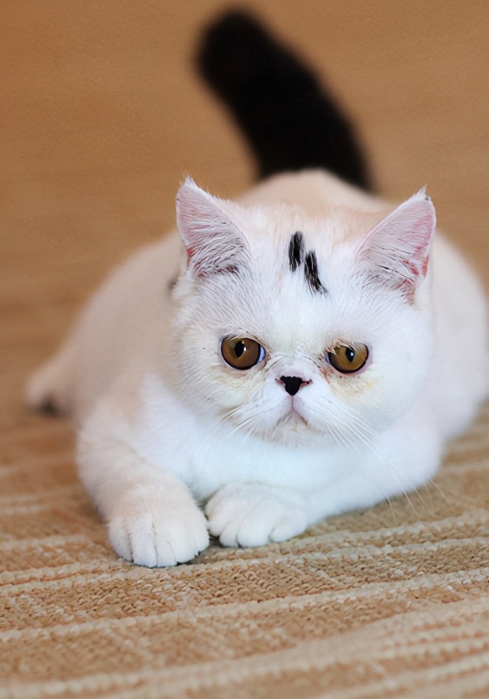 猫咪发出咕噜的声音摇尾巴,猫咪摇尾巴的表达方式